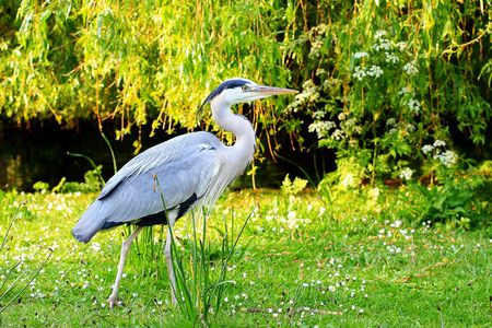 A heron standing on the grass, Londonの写真素材