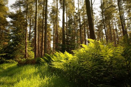 Beautiful forest with ferns の写真素材