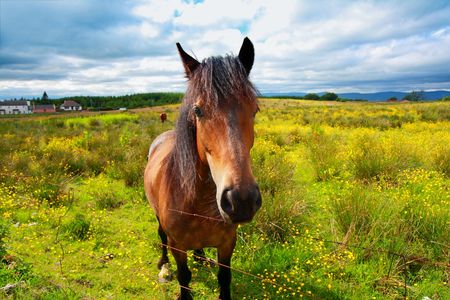 Beautiful horse in Scottish Summer Fieldsの写真素材