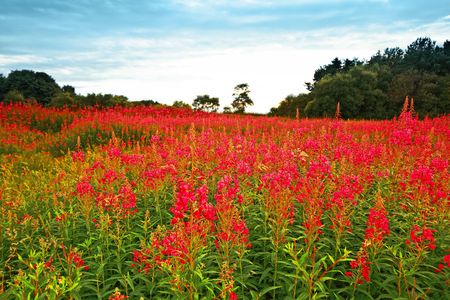 Beautiful meadow of wildflowers in Scoltandの写真素材
