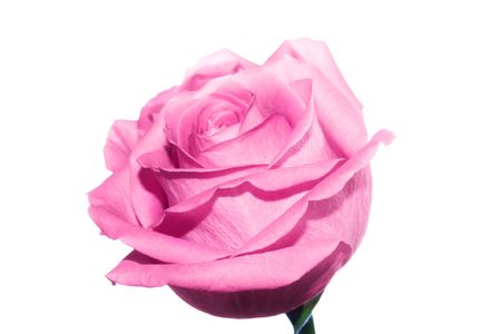 Beautiful pink rose close upの写真素材