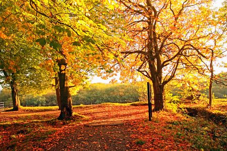 Autumn in the park, Scotlandの写真素材