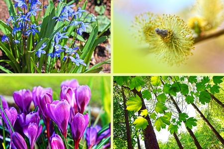 Spring flowers montageの写真素材