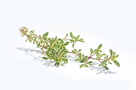 Fresh thyme isolated on whiteの写真素材