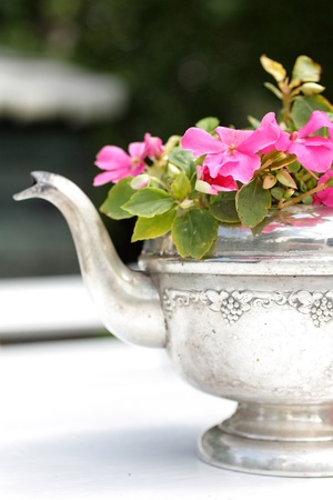 Busy Lizy in the silver tea pot  close upの写真素材