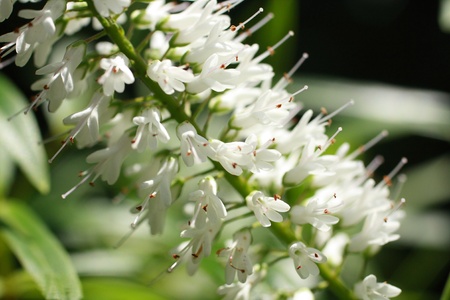 White, garden flowers, close upの写真素材
