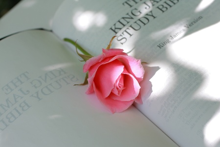 Lovely pink rose closeupの写真素材