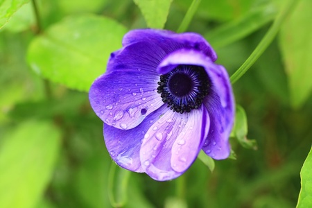 Blue anemone and drops of rain の写真素材