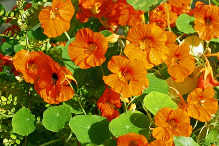 Orange nastirtium blooming in the gardenの写真素材