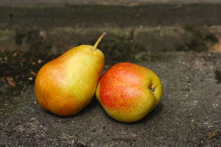 Two ripe pears in the garden 