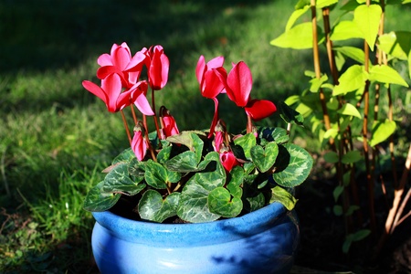 Pink cyclamen growing in the garden の写真素材