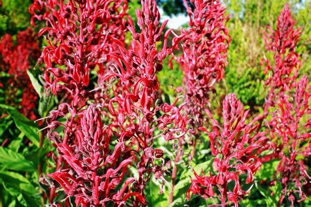 Lobelia Tupa close upの写真素材
