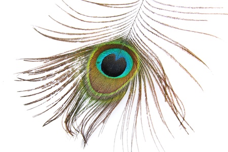 Beautiful peacock feather on white の写真素材