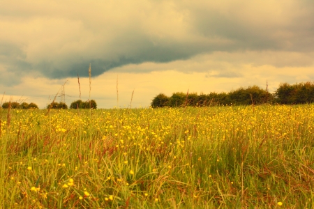 Scenic Scottish landscape with meadow of buttercupsの写真素材