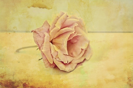 Pink rose vintage backgroundの写真素材