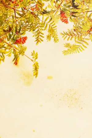 Pretty floral grungy background with rowan trees and berriesの写真素材