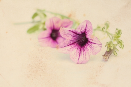 Pretty floral vintage background with pink surfinia flowers の写真素材