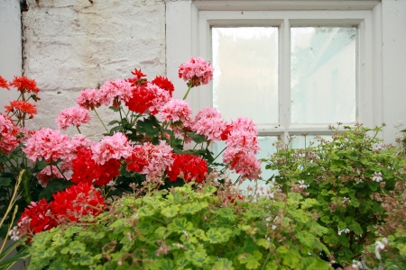 Pink and red geranium against old conservatory windowの写真素材