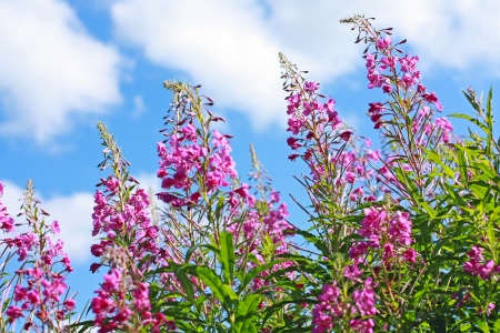 Beautiful wildflowers meadow against blue sky の写真素材