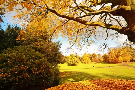 Beautiful, sunny autumn in the park の写真素材