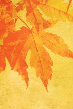 Old, stained, dreamy, autumnal background の写真素材