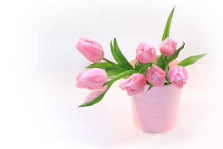 Beautiful pink tulips in the vase on white backgroundの写真素材