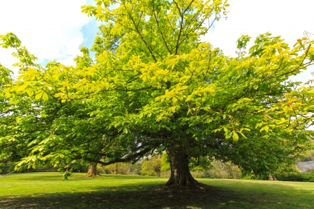 Springtime, green chestnut tree in the old garden の写真素材
