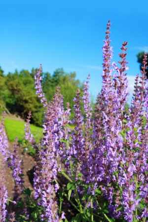 Blooming salvia close upの写真素材