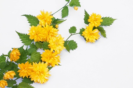 Pretty spring flowers on white backgroundの写真素材