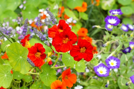 Beautiful nasturtium flowers close up の写真素材