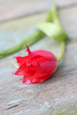 Beautiful red tulip on the wooden table, shallow depth of fieldの写真素材