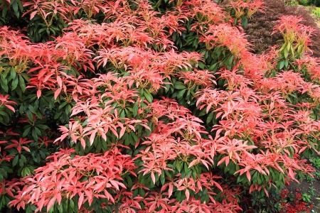 Pieris Japonica 'Red Head' Red Head Pieris, close up の写真素材
