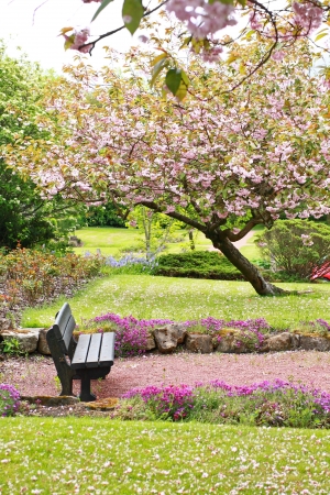 Beautiful Spring with cherry tree, flowers and wooden bench の写真素材