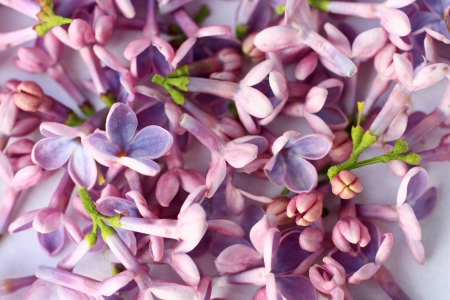 Romantic, springtime lilac background, close upの写真素材