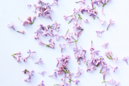 Romantic, springtime lilac background, close upの写真素材