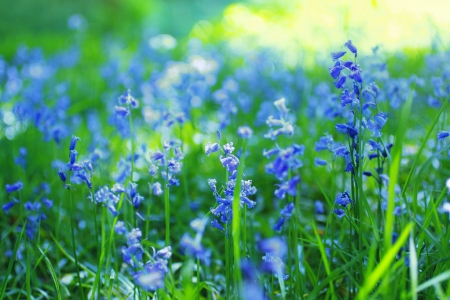Beautiful bluebells in the British forest close up の写真素材