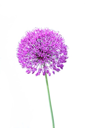 Beautiful blooming allium isolated on white close upの写真素材