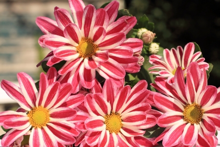 Lovely striped daisies in the garden, summer backgroundの写真素材