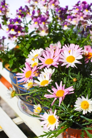 Pretty daisies in the garden の写真素材
