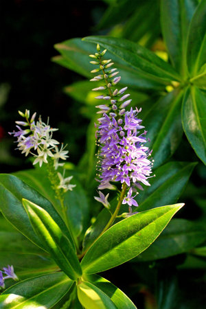 Beautiful summer blossom close up 
