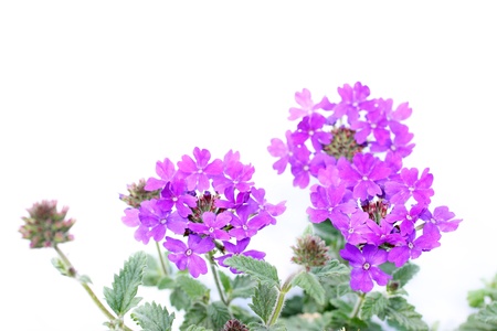 Beautiful verbena close up on whiteの写真素材