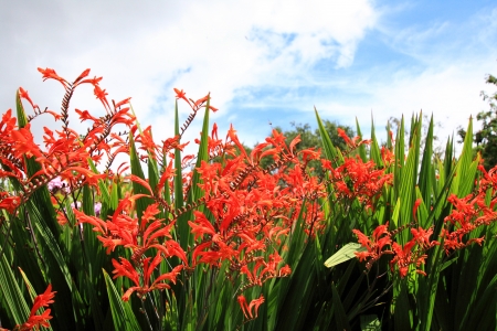 Crocosmia 'Lucifer' flowers close upの写真素材