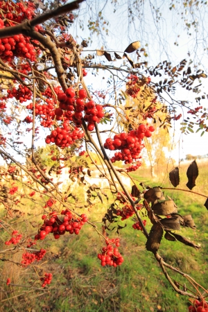 Beautiful autumnal landscape in the park の写真素材