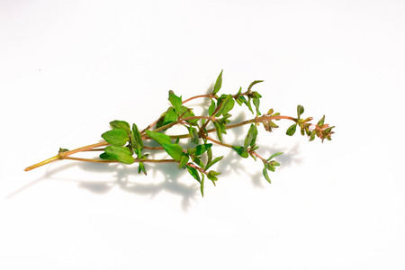 Fresh thymeの写真素材