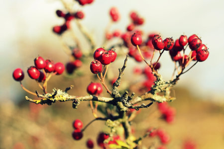 hawthorn berries 