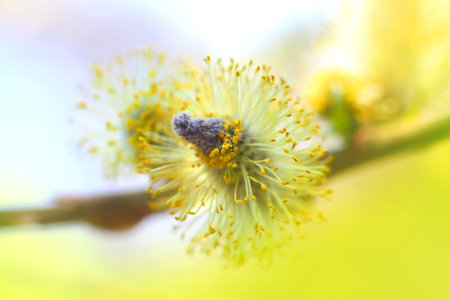 Blooming willow close upの写真素材