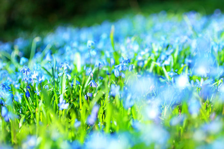 Beautiful, blue, spring flowers meadow