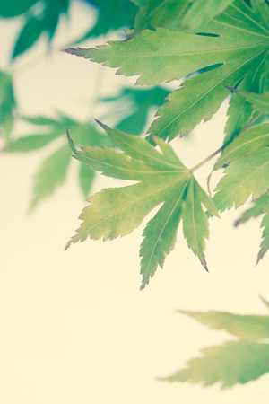 Green leaves of Japanese maple tree, background, vintage style,の写真素材
