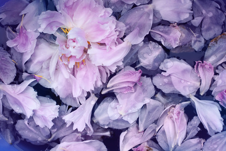 Pink peonies petals background in waterの写真素材
