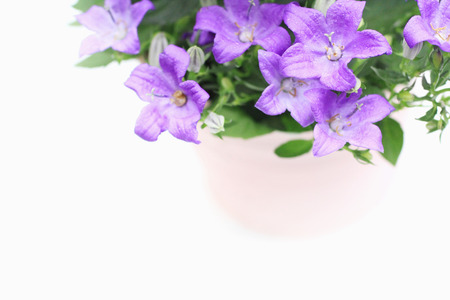 Violet campanula flowers close upの写真素材